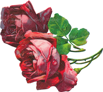 beautiful flower