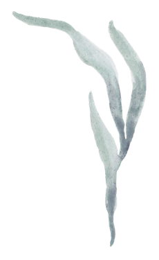 گل و بوته