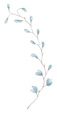 گل و بوته