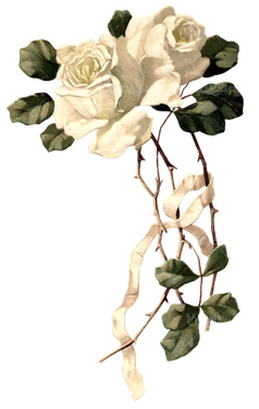 گل زیبا