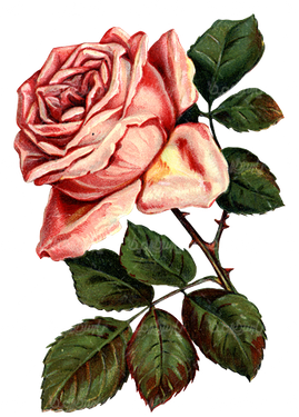 گل زیبا