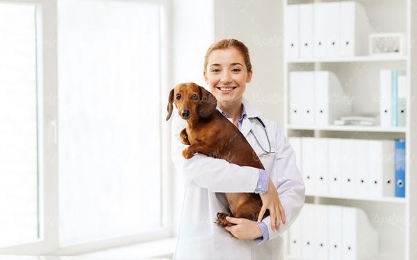 Veterinary