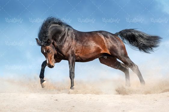 باشگاه سوارکاری 