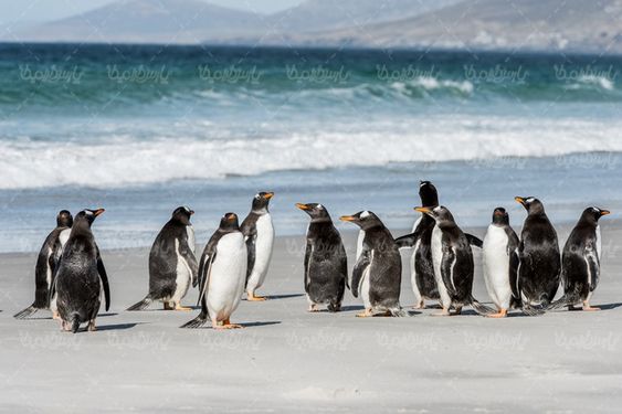 Penguin