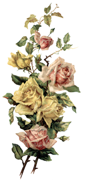 گل زیبا