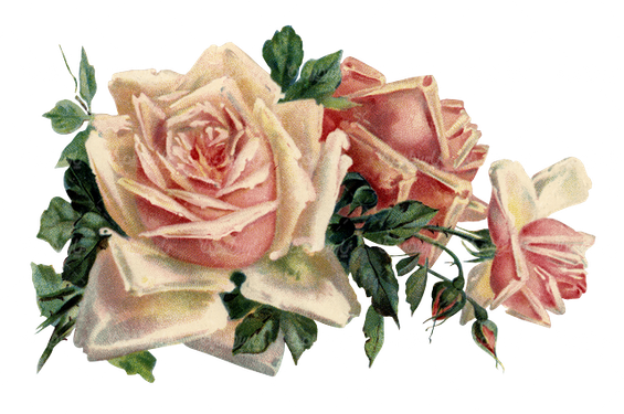 beautiful flower