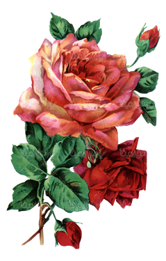 beautiful flower