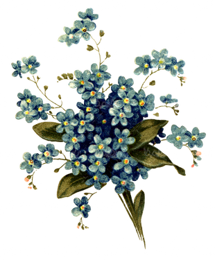 beautiful flower