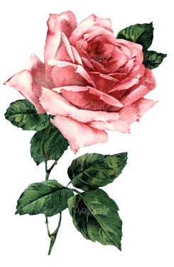 beautiful flower