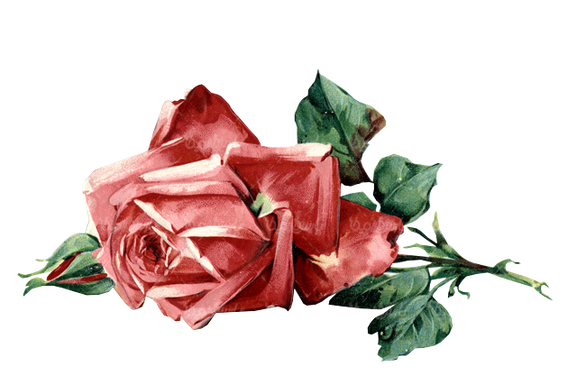 beautiful flower