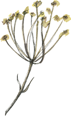 گل و بوته