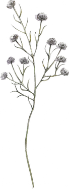 گل و بوته