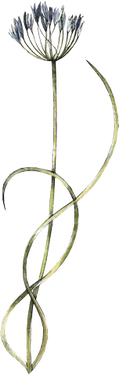 گل و بوته