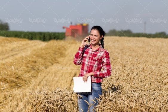 برداشت گندم