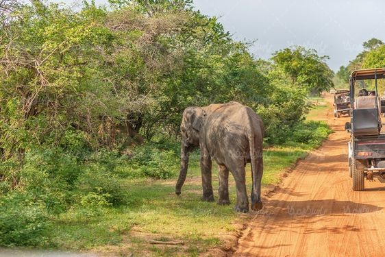Elephant