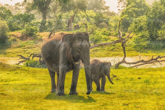 Elephant