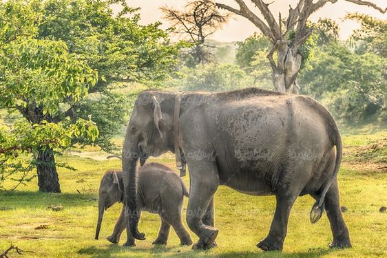 Elephant