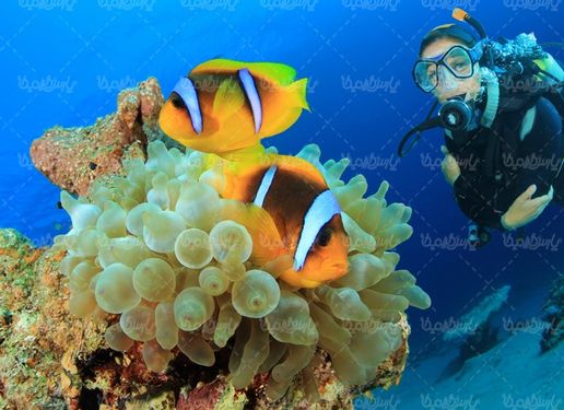 Diving