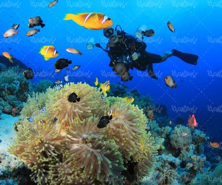 Diving