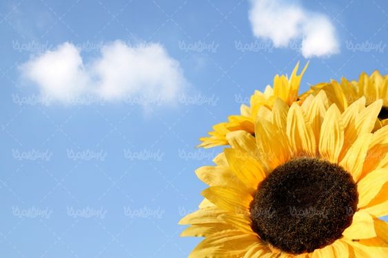 spring season