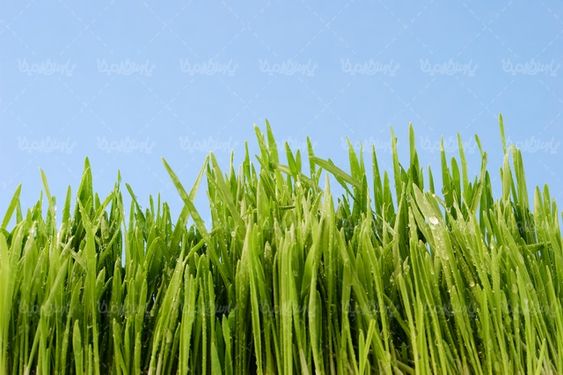 spring season
