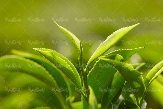 مزرعه چای