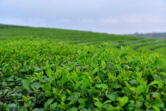 مزرعه چای