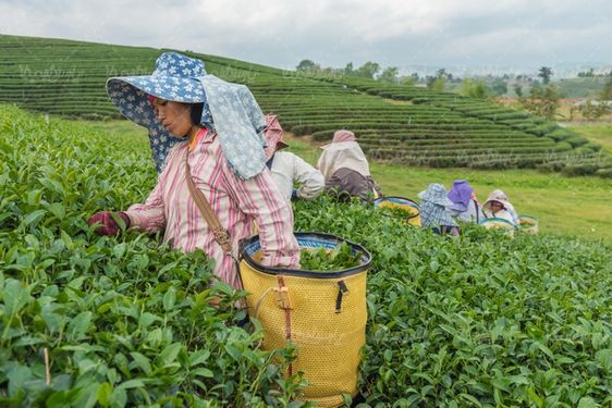 tea farm