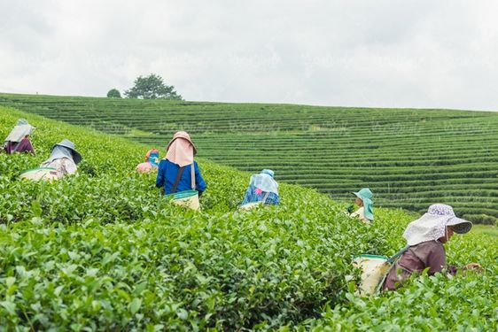 tea farm