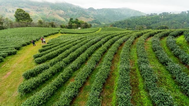 tea farm