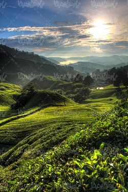 tea farm