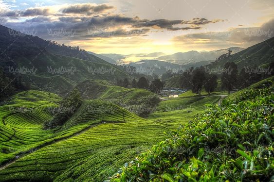 tea farm