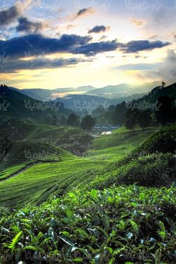 tea farm