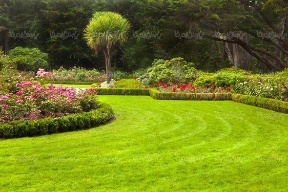 grass