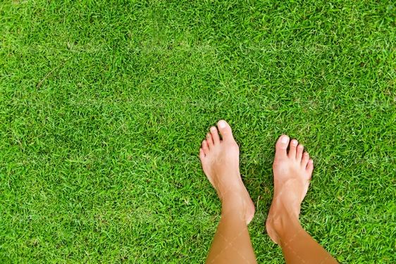 grass