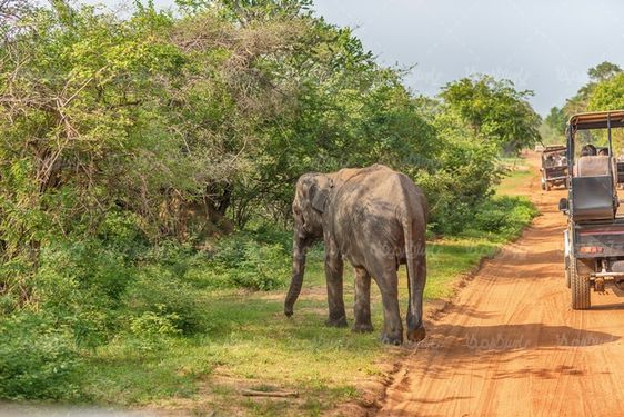 Elephant