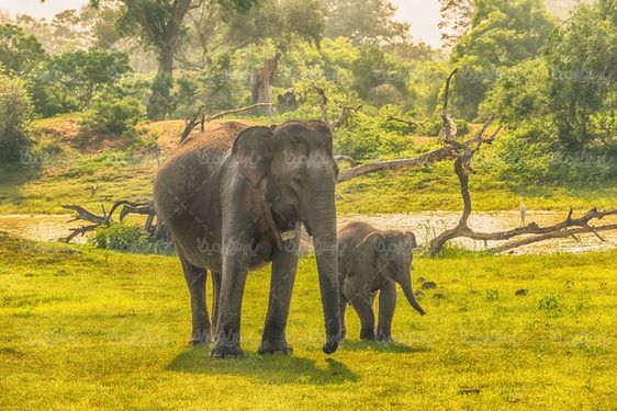 Elephant