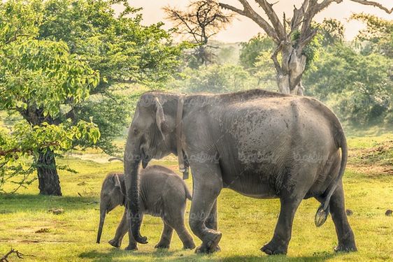 Elephant