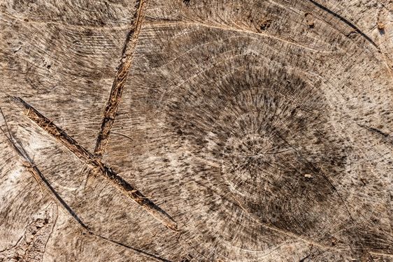 Wood texture