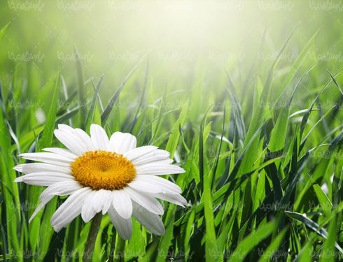 فصل بهار