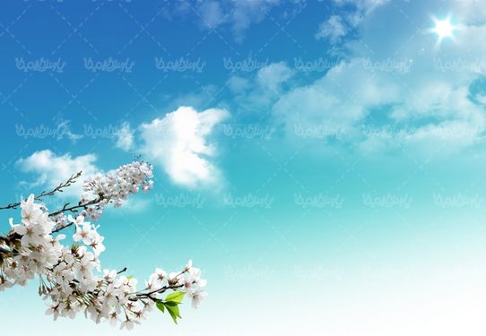 شکوفه درخت