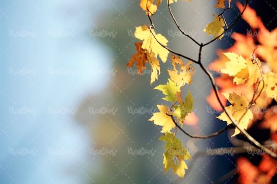 autumn
