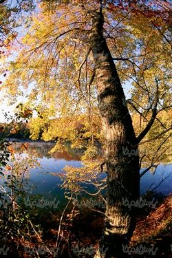 درخت پاییزی