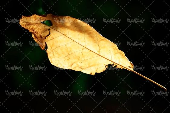 درخت پاییزی