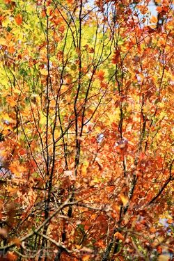 autumn tree
