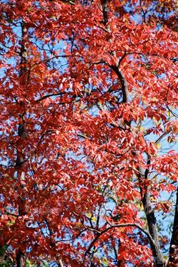 autumn tree