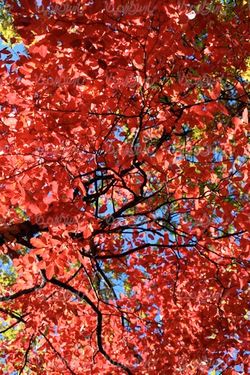 autumn tree