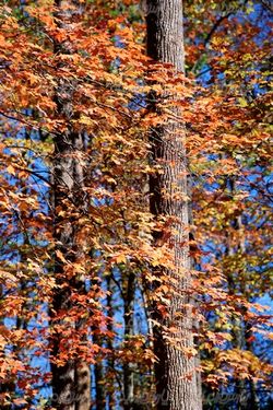 autumn tree