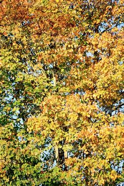 autumn tree