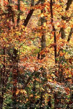 autumn tree